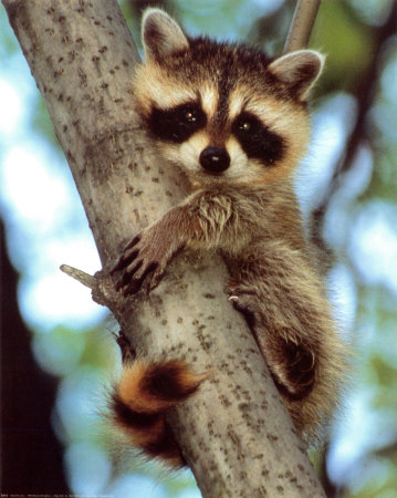 bill-ivy-baby-raccoon.jpg