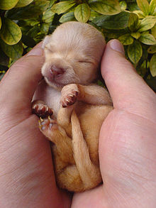 220px-Chihuahua_puppy_001.jpg