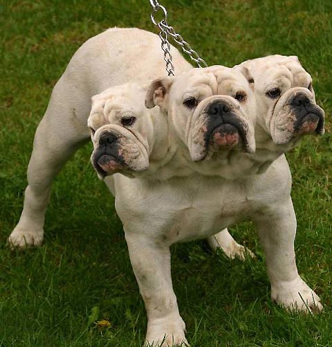 3-Headed Bulldog.jpg