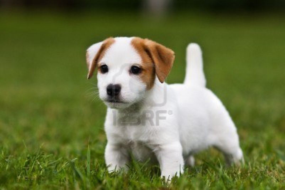 3829584-jack-russell-terrier-puppy-on-grass.jpg