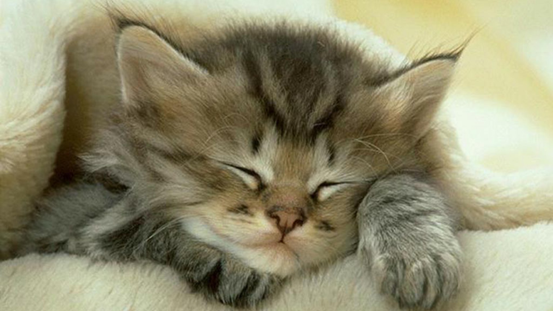 90741-cats-cute-cat-sleeping.jpg