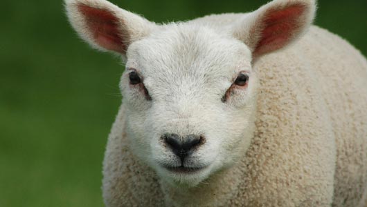 Angry lamb.jpg