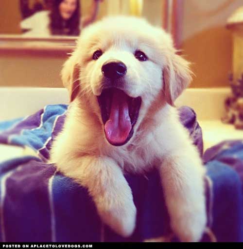 best-puppy-yawn.jpg