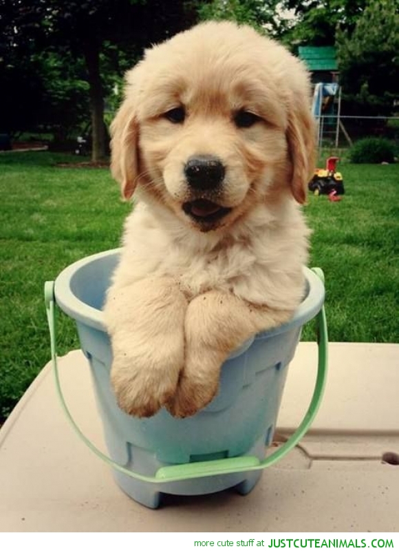 cute-animal-pictures-golden-retriever-puppy-bucket.jpg