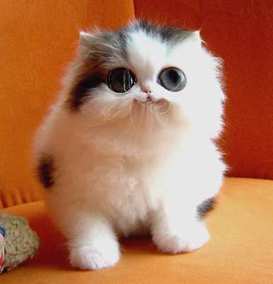 cute cat pictures (29).jpg