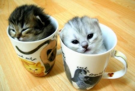 cute-cats-cups-large-msg-128926455737.jpg