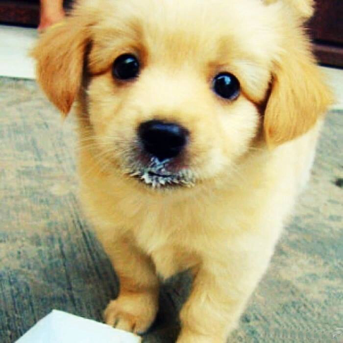 cute-dog-golden-retriever-hello-Favim.com-1306657.jpg