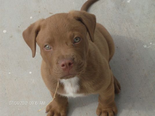 cute-pit-bull-puppies-puppy-pictures.jpg