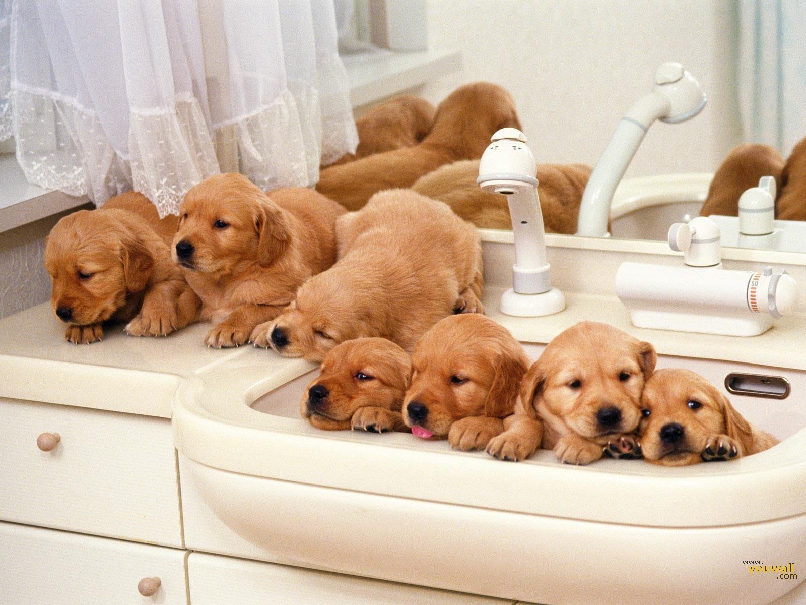 Cute-Puppies-puppies-13632075-1600-1200.jpg