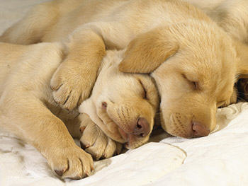 Cute Puppies Sleeping.jpg