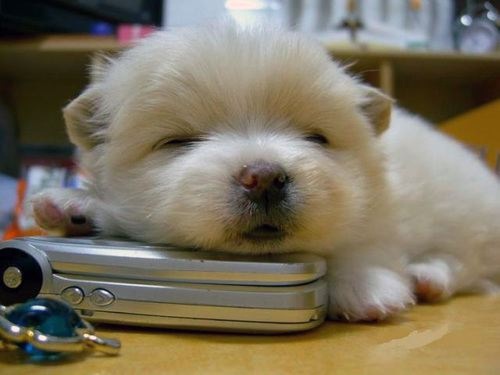 Cute Puppy.jpg