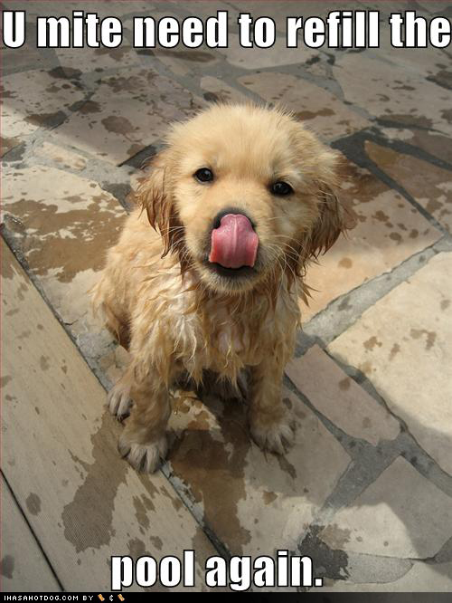 cute-puppy-pictures-refill-pool-again.jpeg