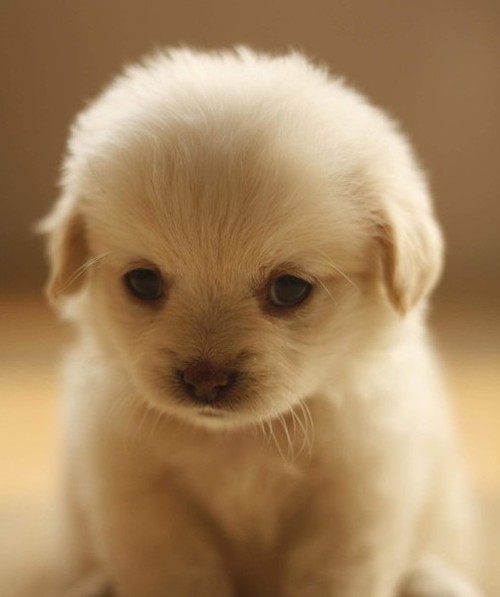 cutest-puppy-picture-ever.jpg