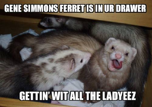 Ferrets.jpg