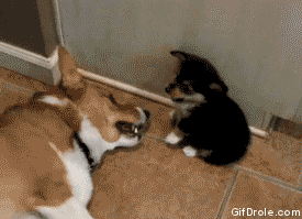 giphy.gif
