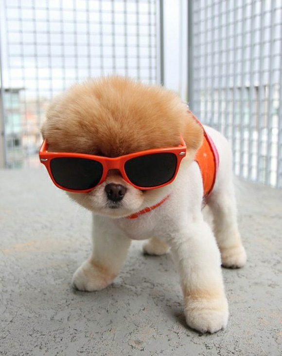 hipster-puppies-l.jpg