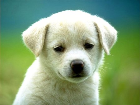 labradorretriever2.jpg