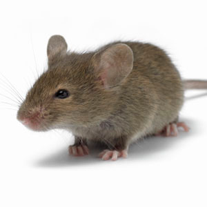 pest-control-mice-mouse-rodent-problems.jpg