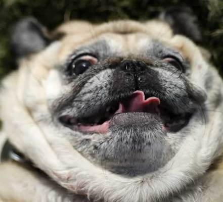 pug.jpg