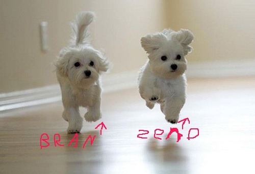 running-cute-puppies.pg-small.jpg