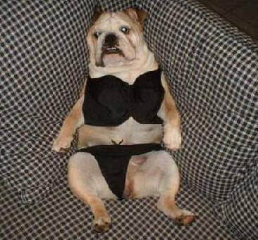 sexy bulldog lingerie costume.jpg