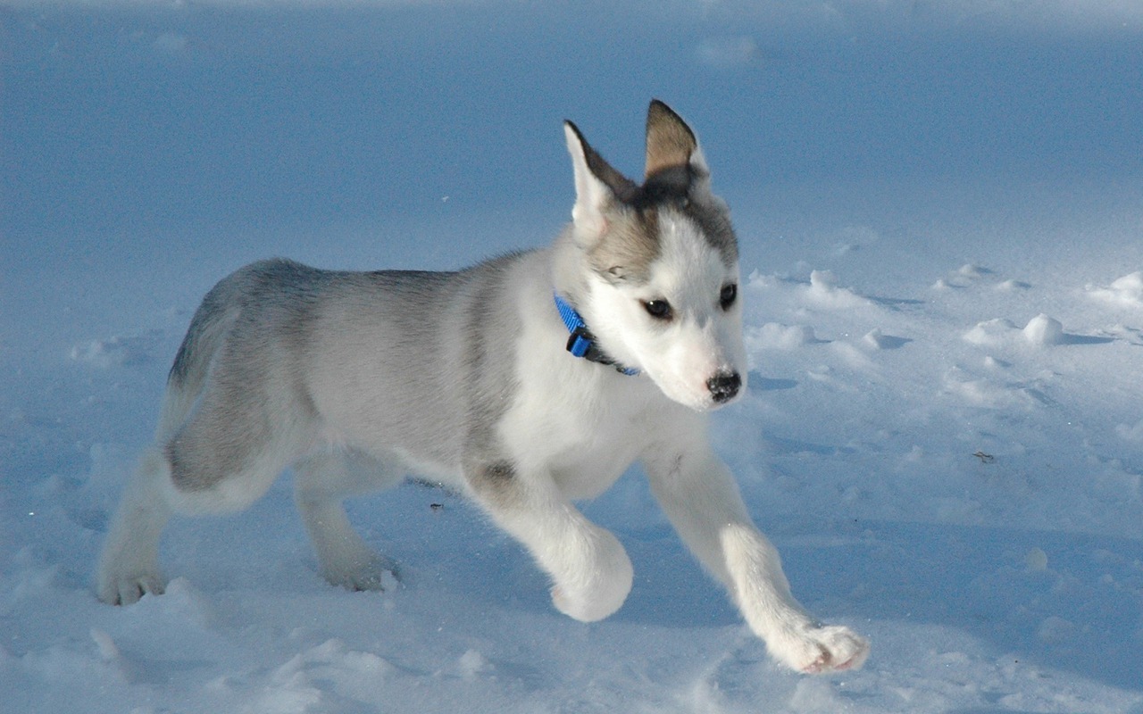 Siberian-Husky-Puppy-puppies-15897208-1280-800.jpg