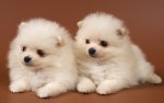 cute-puppy-eyes-funny.jpg