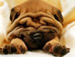 puppy.jpg