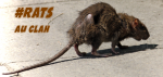 Street-rat.png