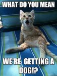 Funny-cat-What-do-you-mean.jpg