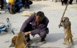 pissedmonkey.jpg