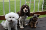 Dogs - from the computer 002.JPG
