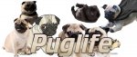 Puglife - kopie.jpg