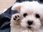 BabyPuppy.jpg