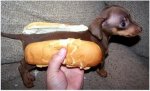 hot-dog-500x303 (1).jpg