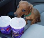 taco-bell-puppy.jpg