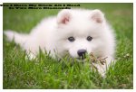 Puppy-Cuteness-1 (1).jpg