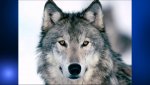Wolf+Wolves+Closeup+July+2012.jpg