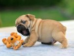 a-cutest-puppies-11.jpg
