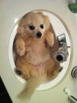 dog-sink-e1324736585918.jpg