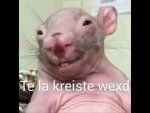te la kreiste we.jpg