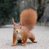 FullSquirrel