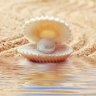 BreezyScallop