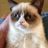 MufasaTheCat