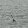 DivingNarwhal