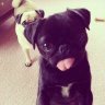 PUGS