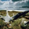 Albatross