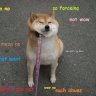 justDoge