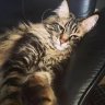 ChadsCat