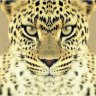 unknownguy8